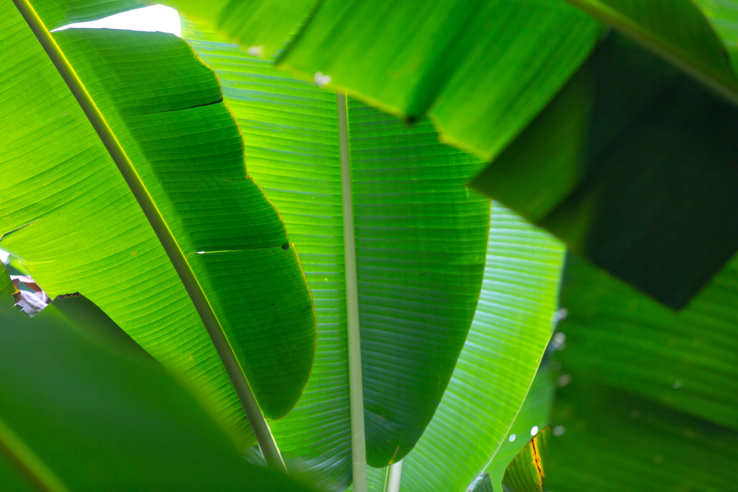 Why Banana Leaf Meals Are the Best Choice.